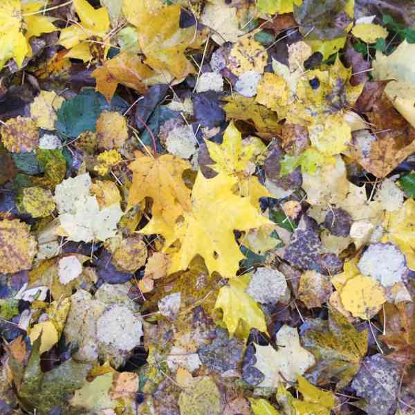 Muffler - Yellow Leaves [UNI018](2020)