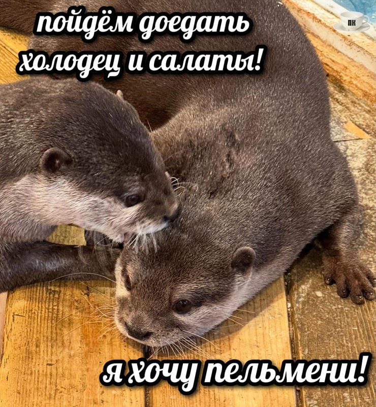 План Кинаки - мемы про выдр и других животных