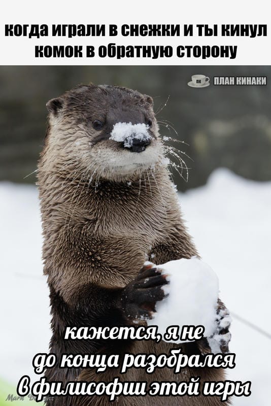 План Кинаки - мемы про выдр и других животных