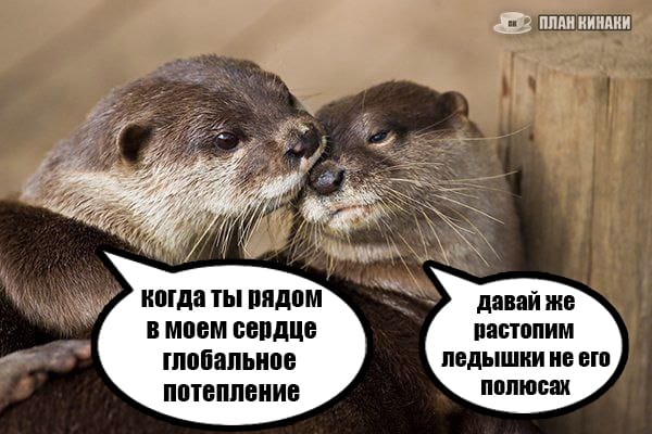 План Кинаки - мемы про выдр и других животных