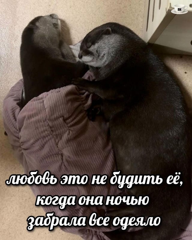 План Кинаки - мемы про выдр и других животных