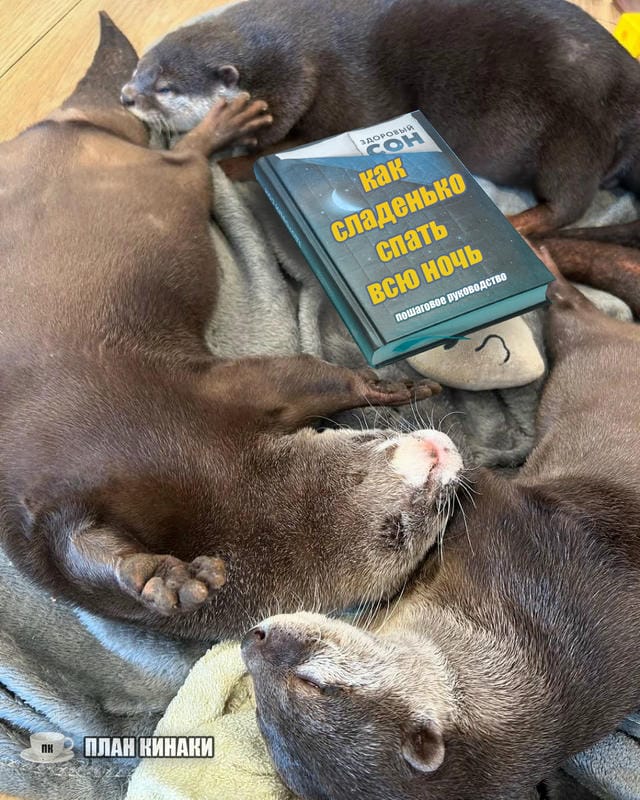 План Кинаки - мемы про выдр и других животных