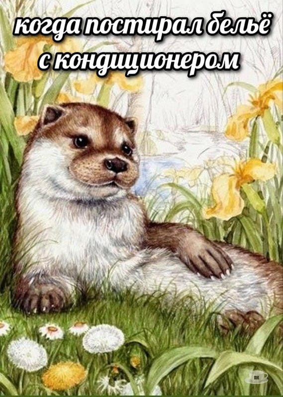 План Кинаки - мемы про выдр и других животных