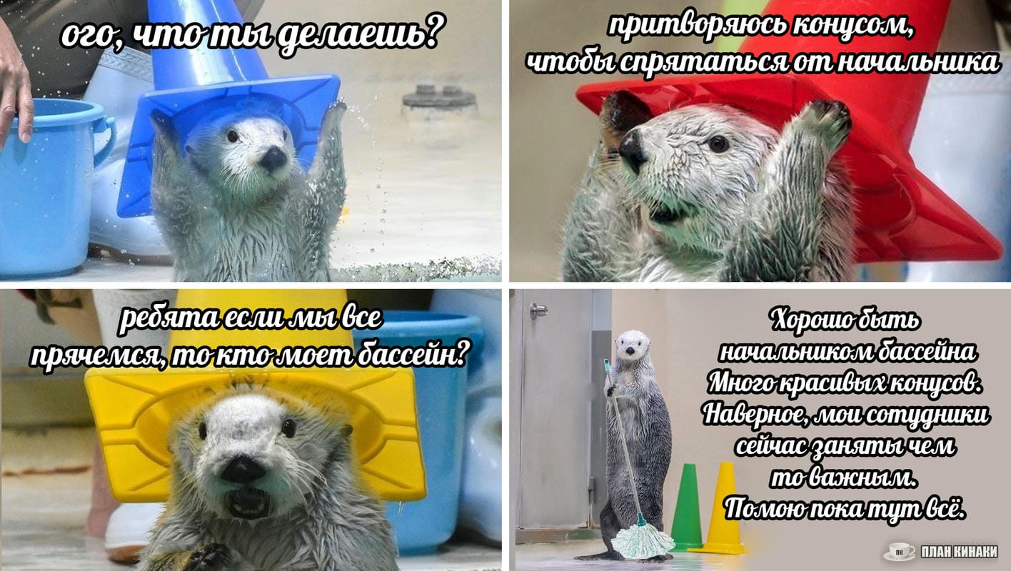 План Кинаки - мемы про выдр и других животных