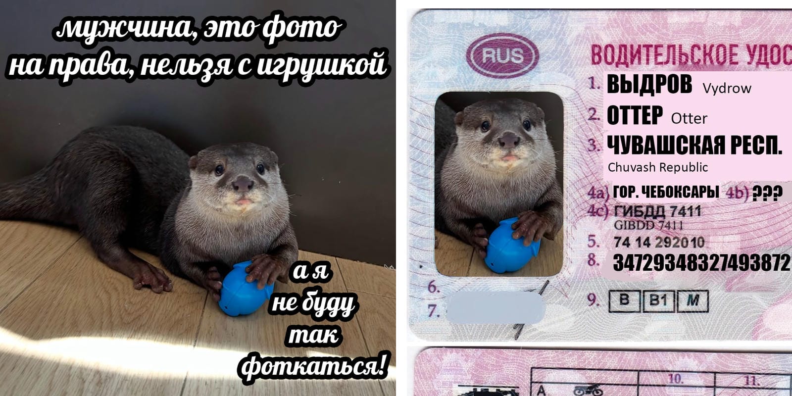 План Кинаки - мемы про выдр и других животных