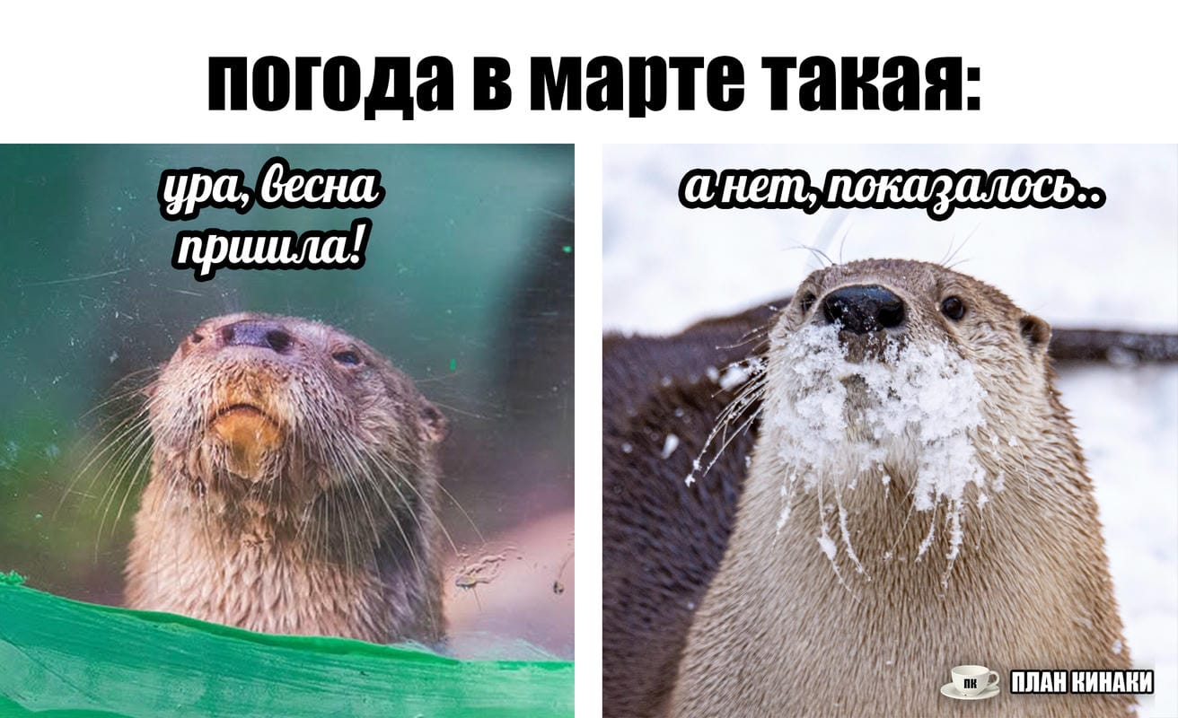 План Кинаки - мемы про выдр и других животных