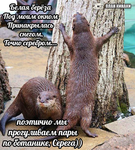 План Кинаки - мемы про выдр и других животных