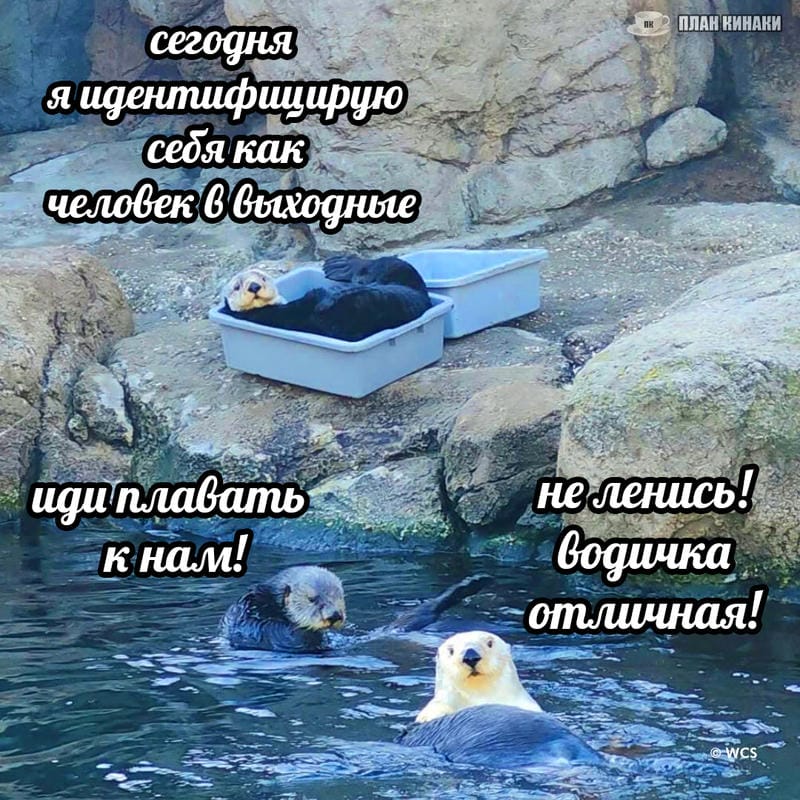 План Кинаки - мемы про выдр и других животных