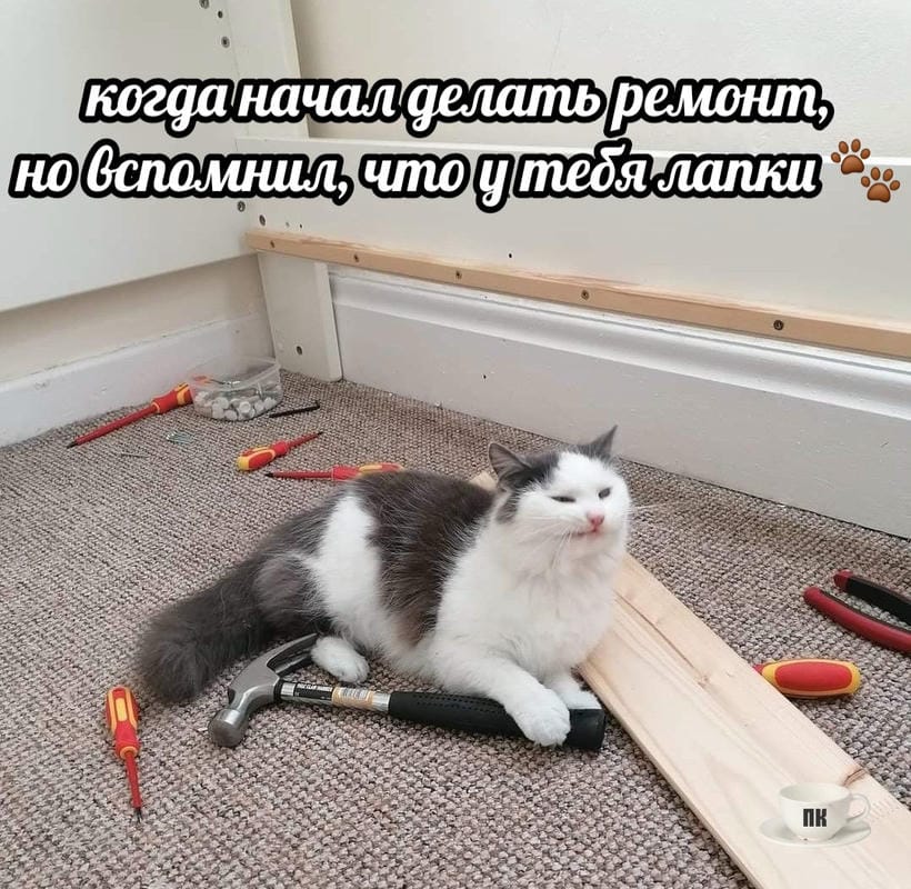 План Кинаки - мемы про выдр и других животных