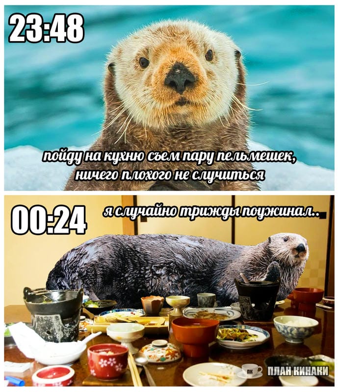 План Кинаки - мемы про выдр и других животных