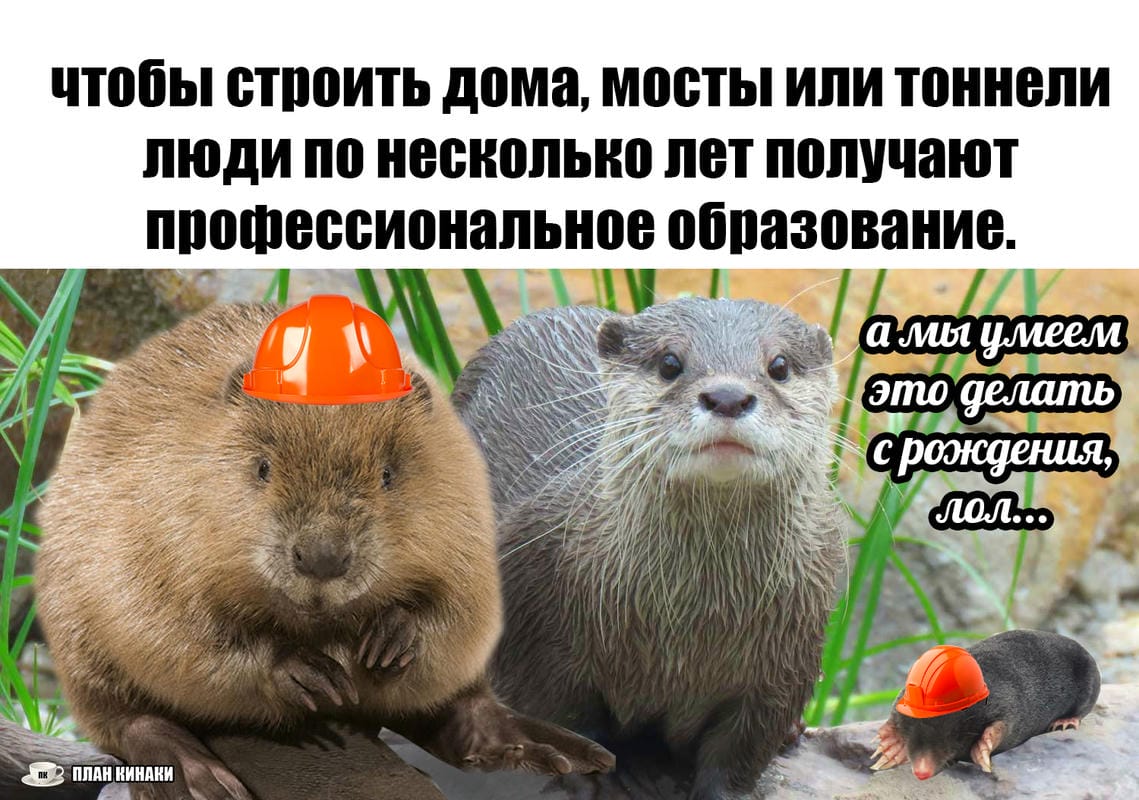 План Кинаки - мемы про выдр и других животных