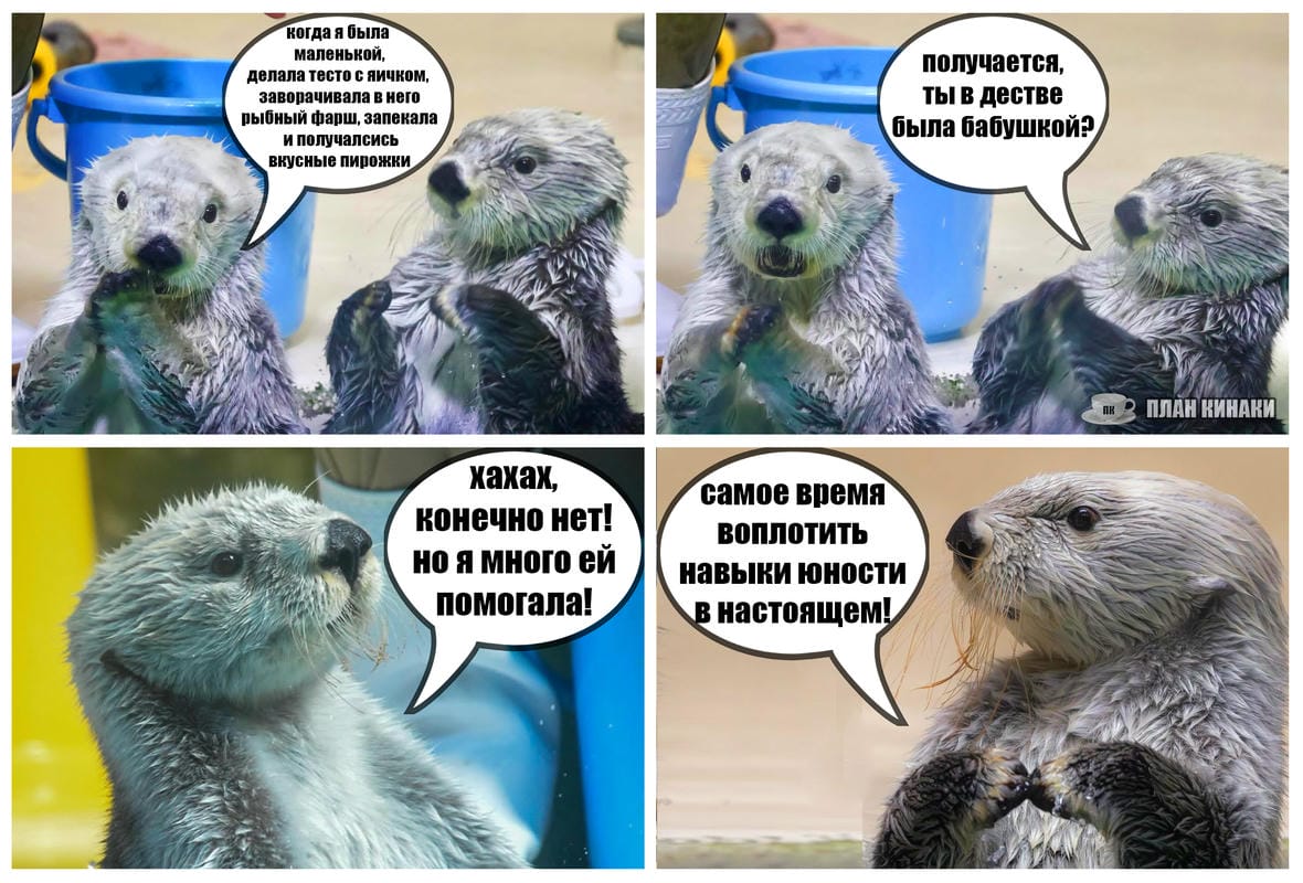План Кинаки - мемы про выдр и других животных