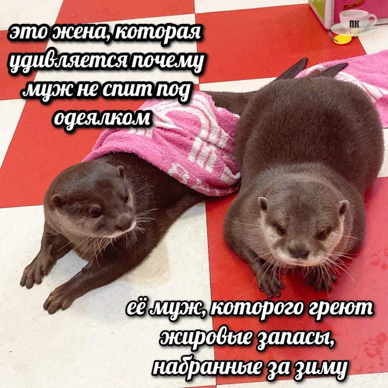 План Кинаки - мемы про выдр и других животных