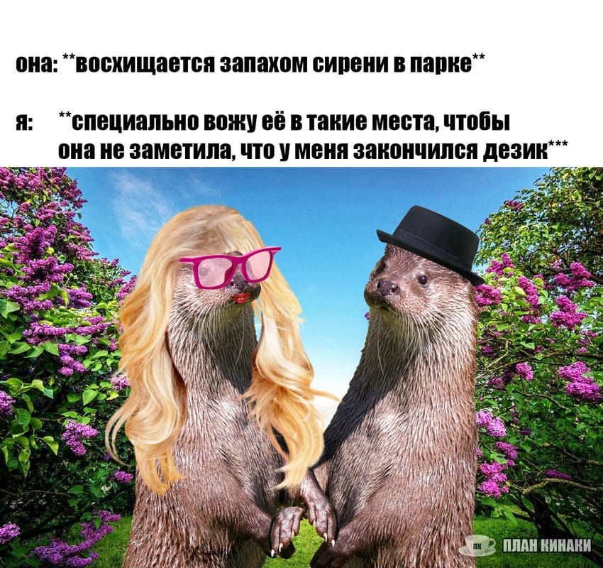 План Кинаки - мемы про выдр и других животных