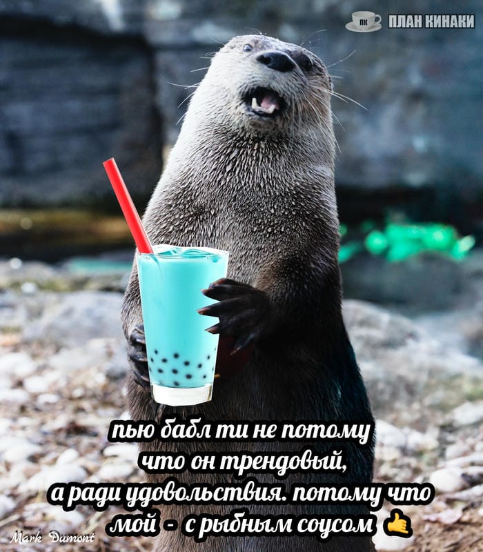 План Кинаки - мемы про выдр и других животных