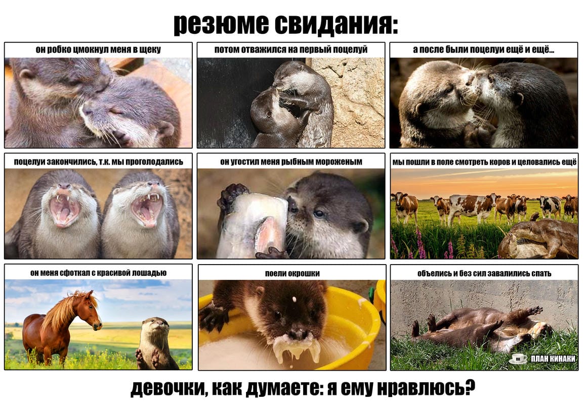 План Кинаки - мемы про выдр и других животных