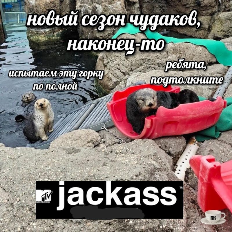 План Кинаки - мемы про выдр и других животных