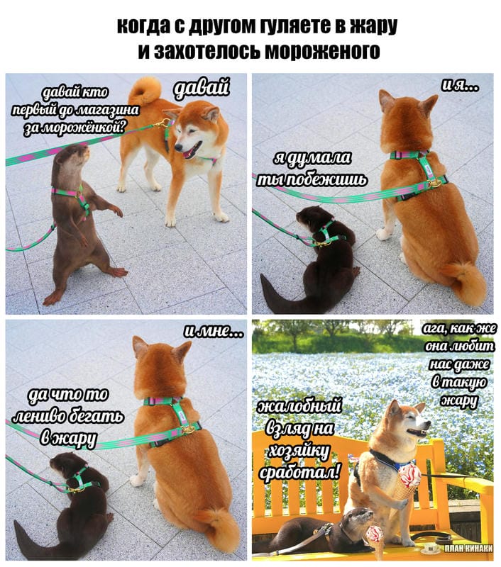План Кинаки - мемы про выдр и других животных