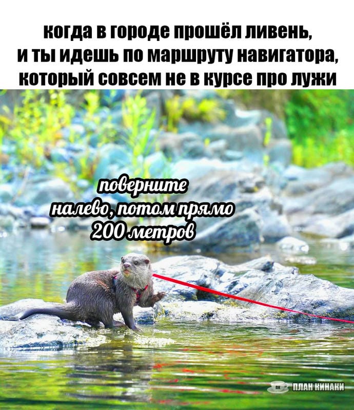 План Кинаки - мемы про выдр и других животных