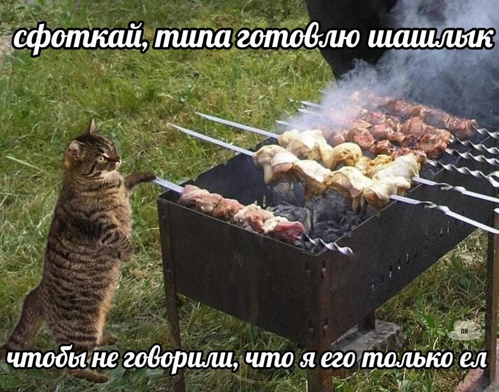 План Кинаки - мемы про выдр и других животных