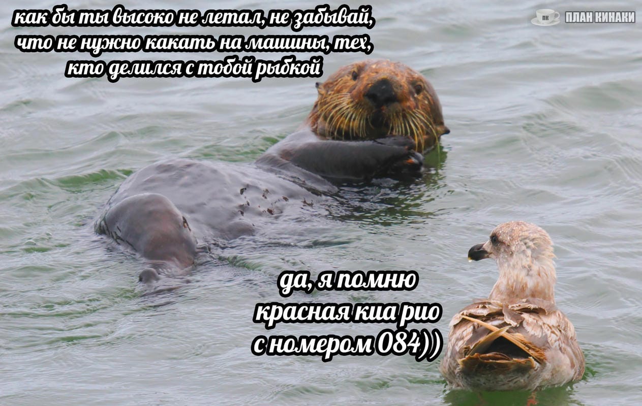 План Кинаки - мемы про выдр и других животных