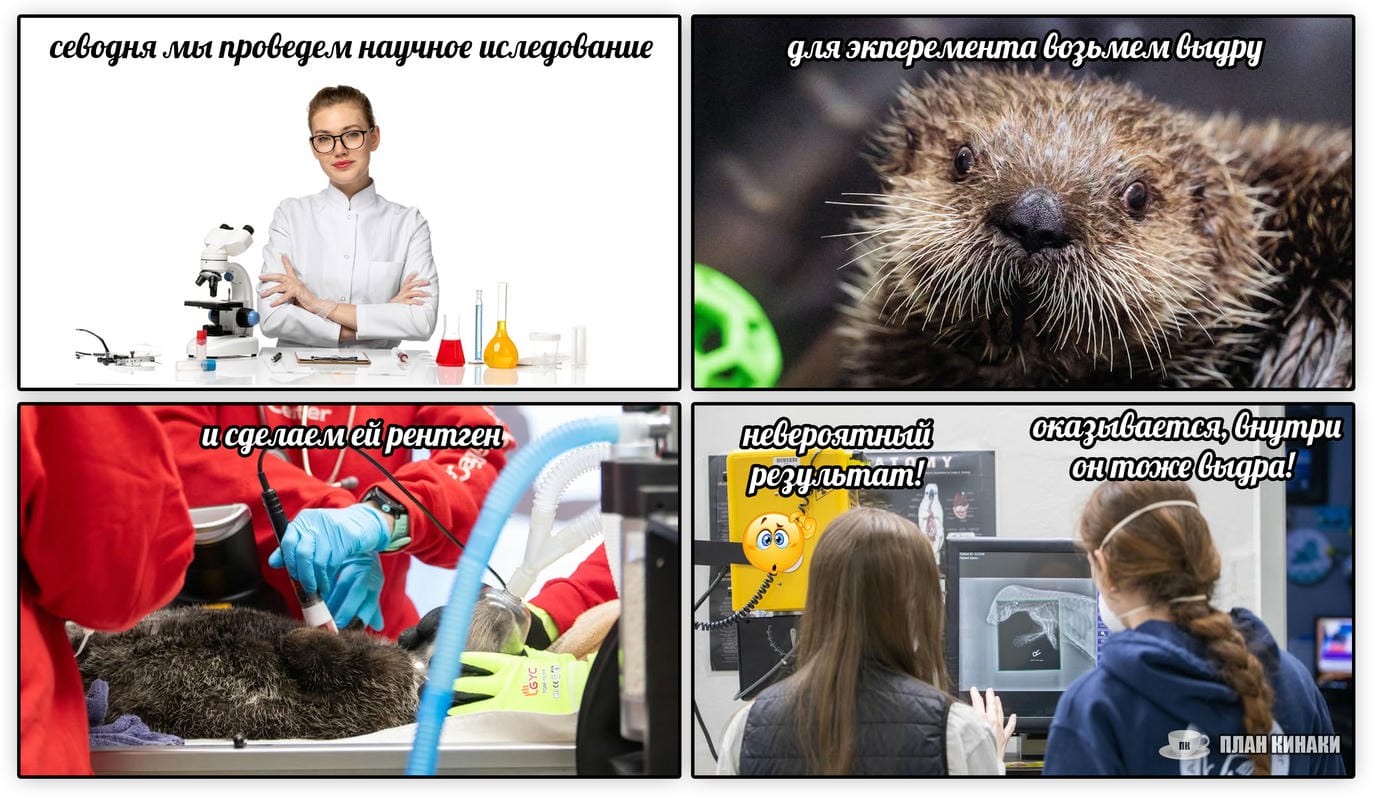 План Кинаки - мемы про выдр и других животных