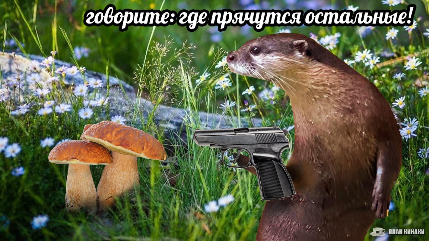 План Кинаки - мемы про выдр и других животных