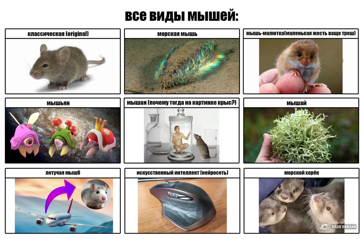 План Кинаки - мемы про выдр и других животных