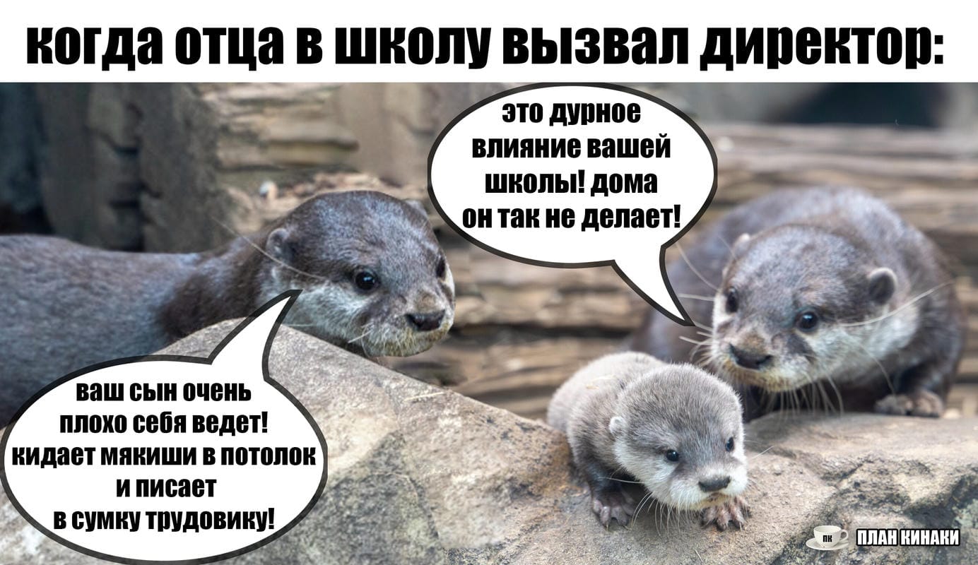 План Кинаки - мемы про выдр и других животных