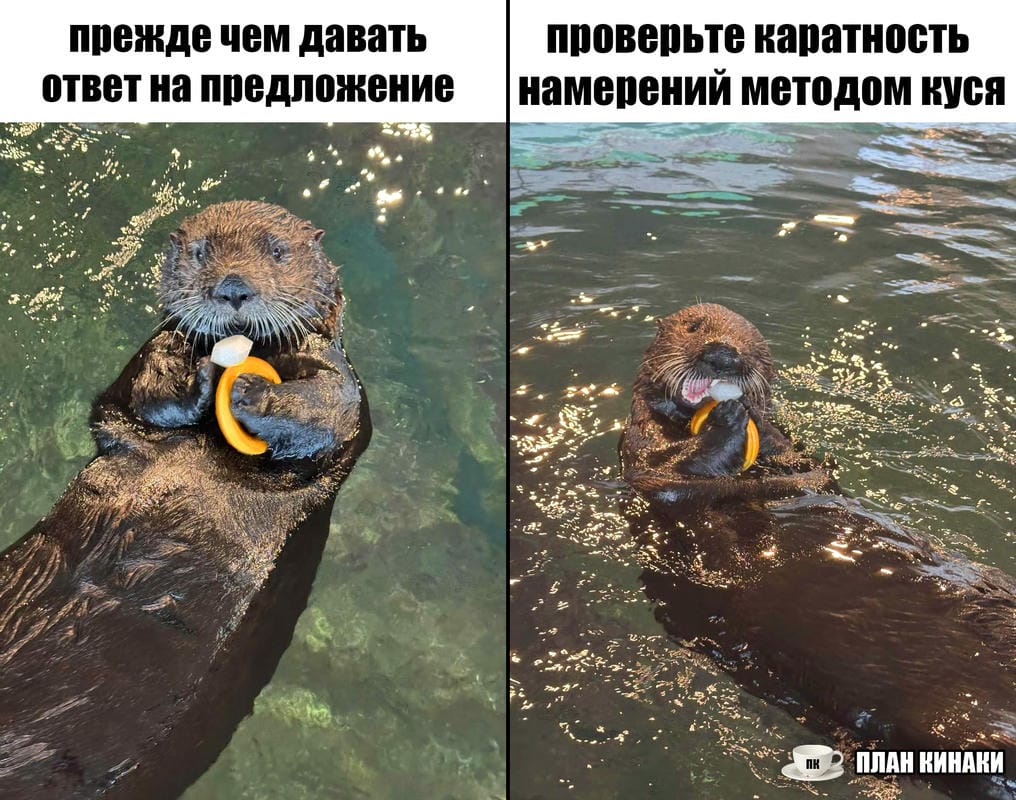 План Кинаки - мемы про выдр и других животных
