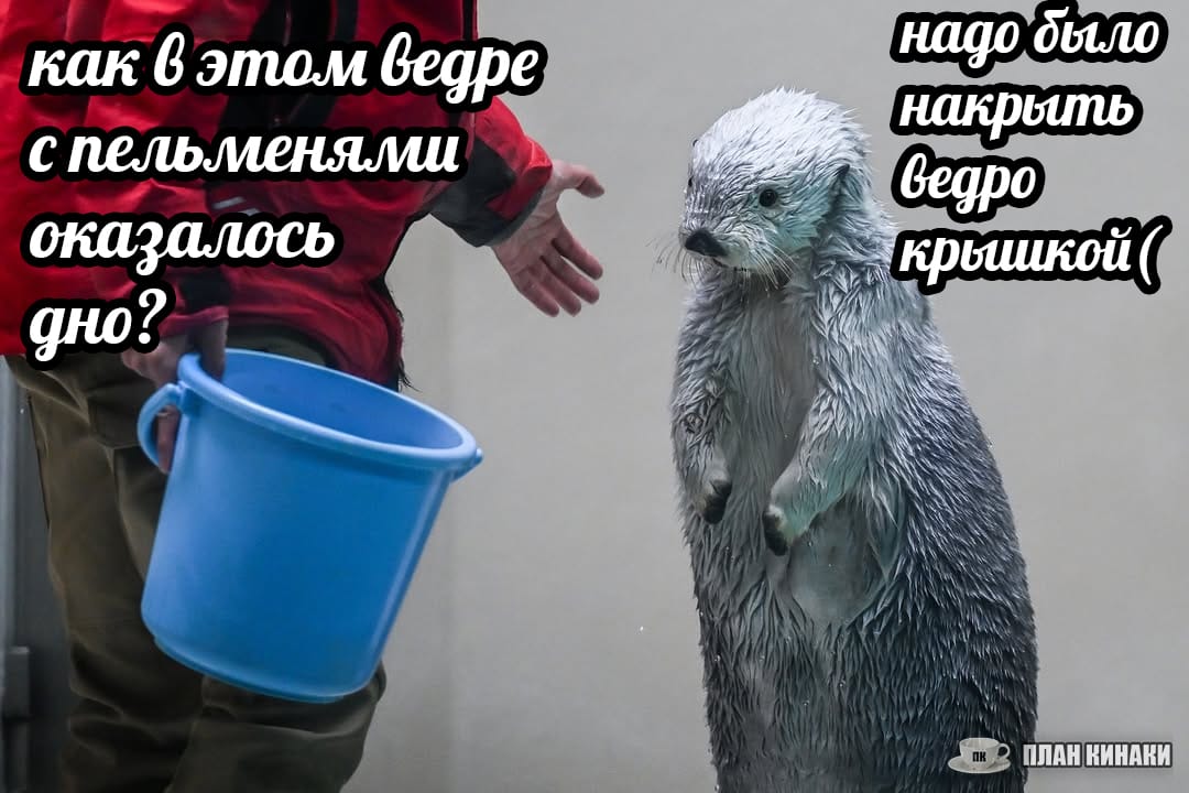 План Кинаки - мемы про выдр и других животных