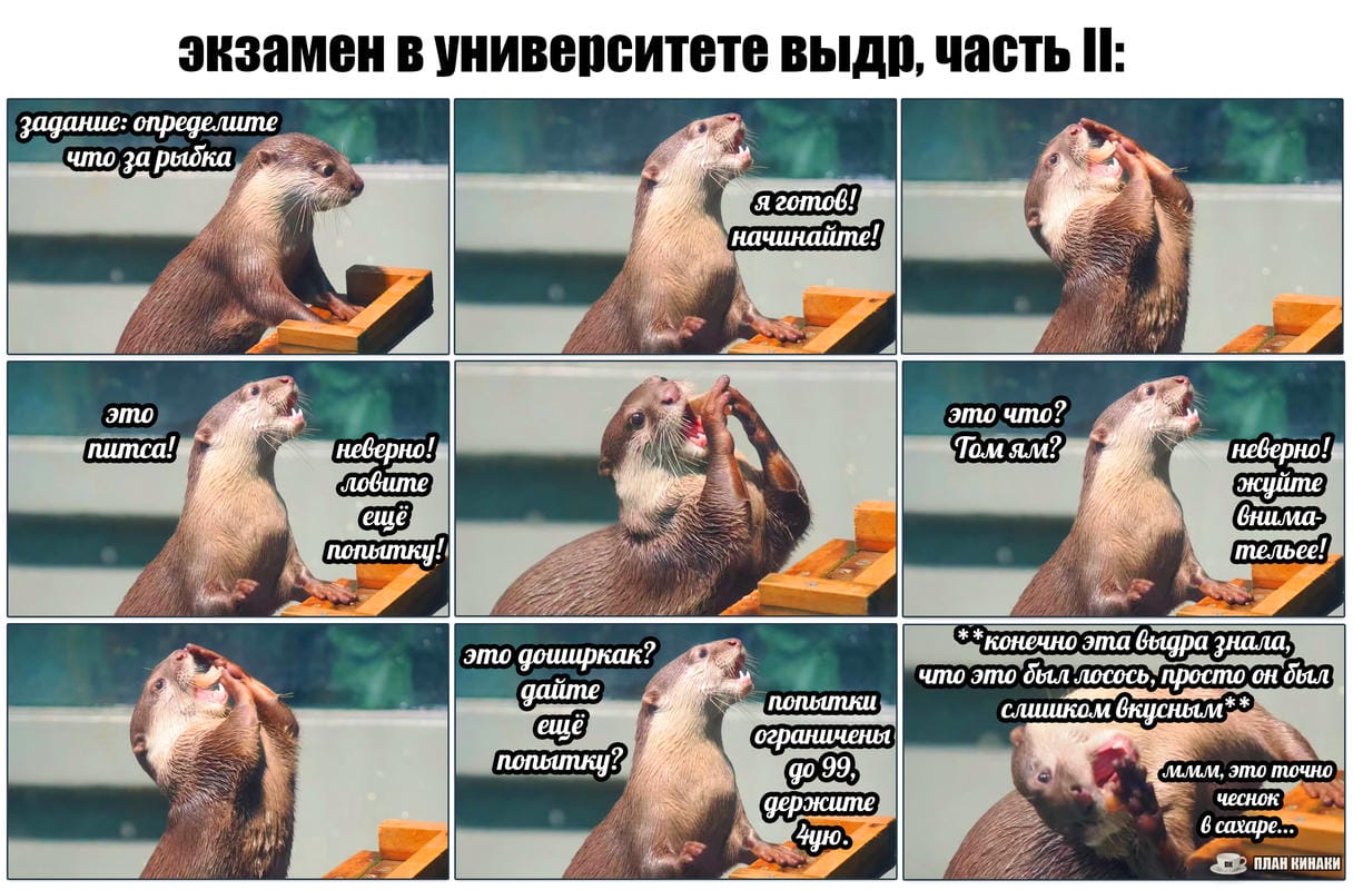 План Кинаки - мемы про выдр и других животных