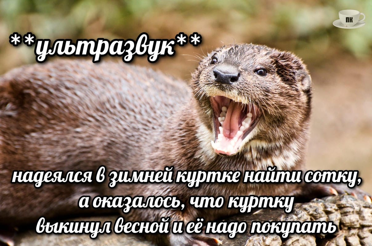 План Кинаки - мемы про выдр и других животных