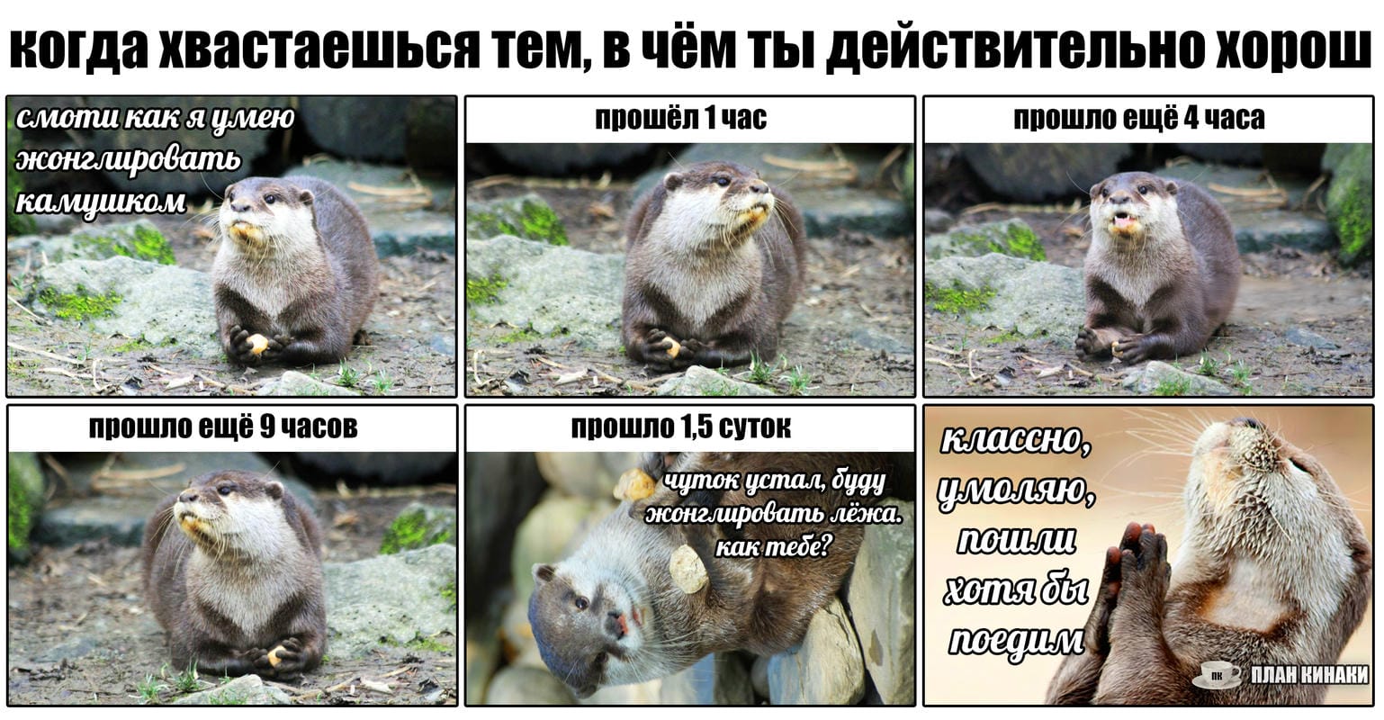 План Кинаки - мемы про выдр и других животных