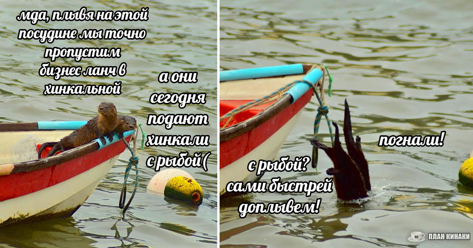 План Кинаки - мемы про выдр и других животных