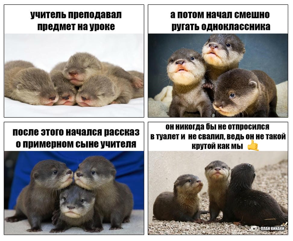 План Кинаки - мемы про выдр и других животных