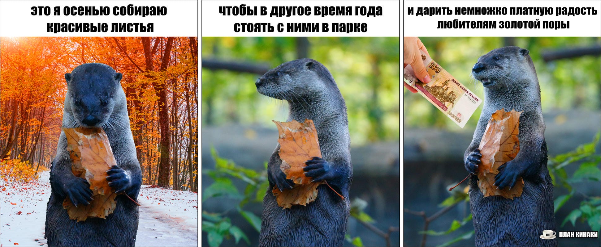 План Кинаки - мемы про выдр и других животных