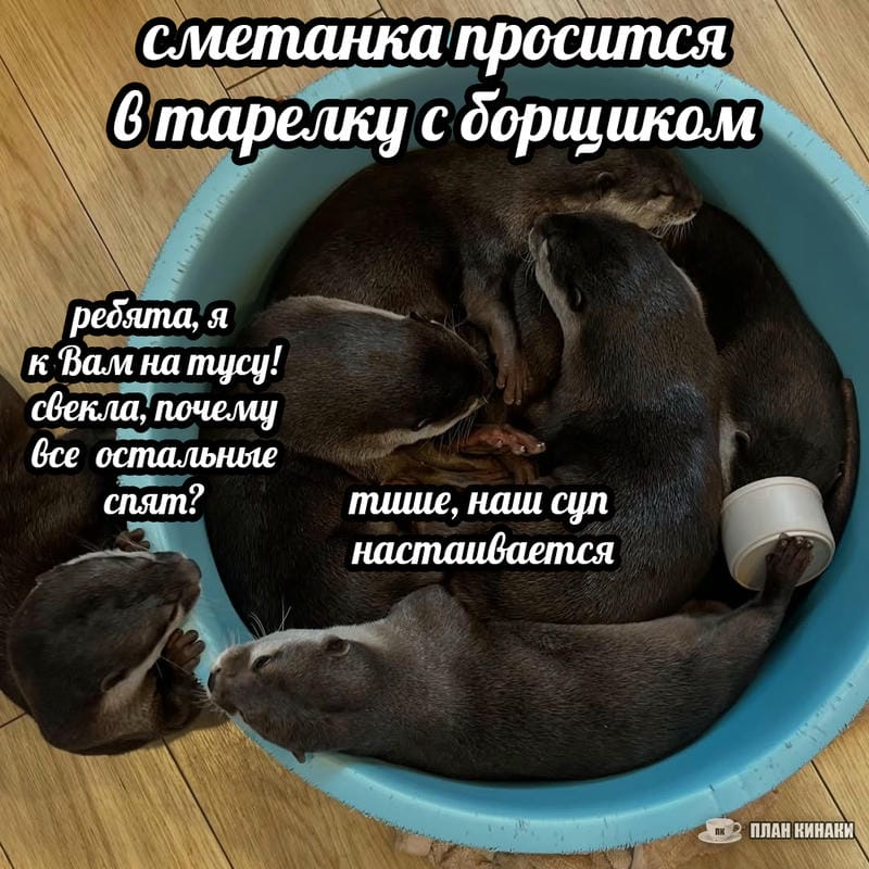 План Кинаки - мемы про выдр и других животных