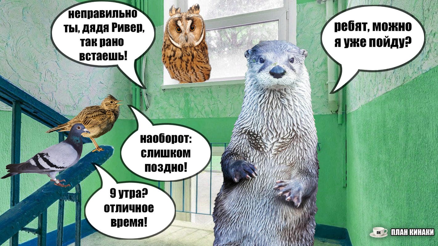План Кинаки - мемы про выдр и других животных