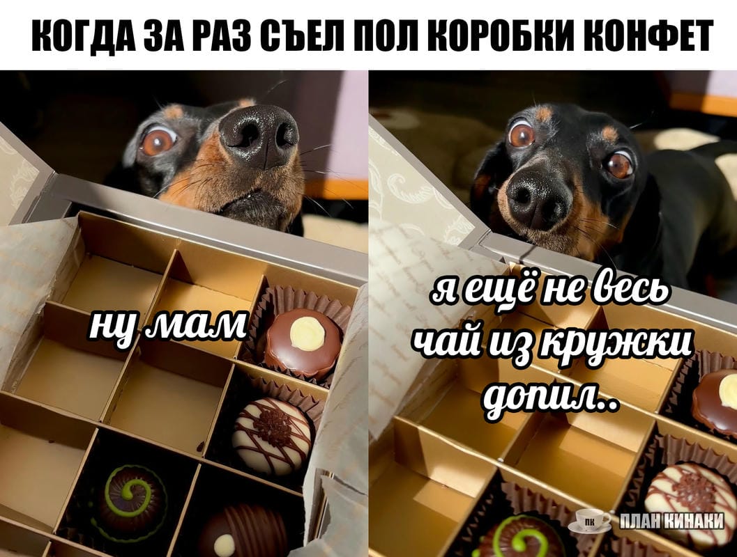 План Кинаки - мемы про выдр и других животных