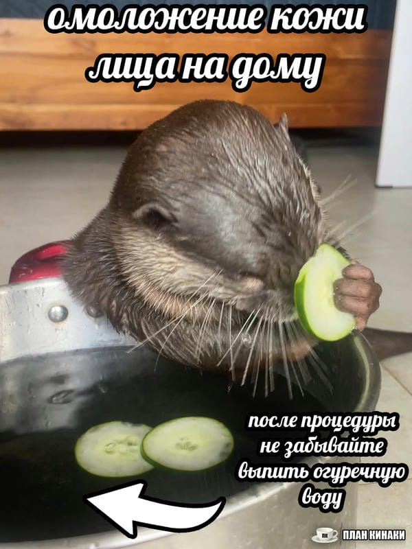 План Кинаки - мемы про выдр и других животных