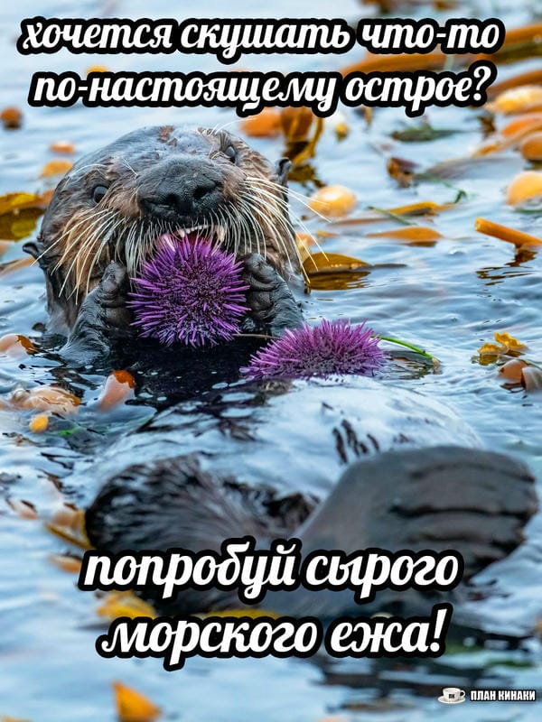 План Кинаки - мемы про выдр и других животных