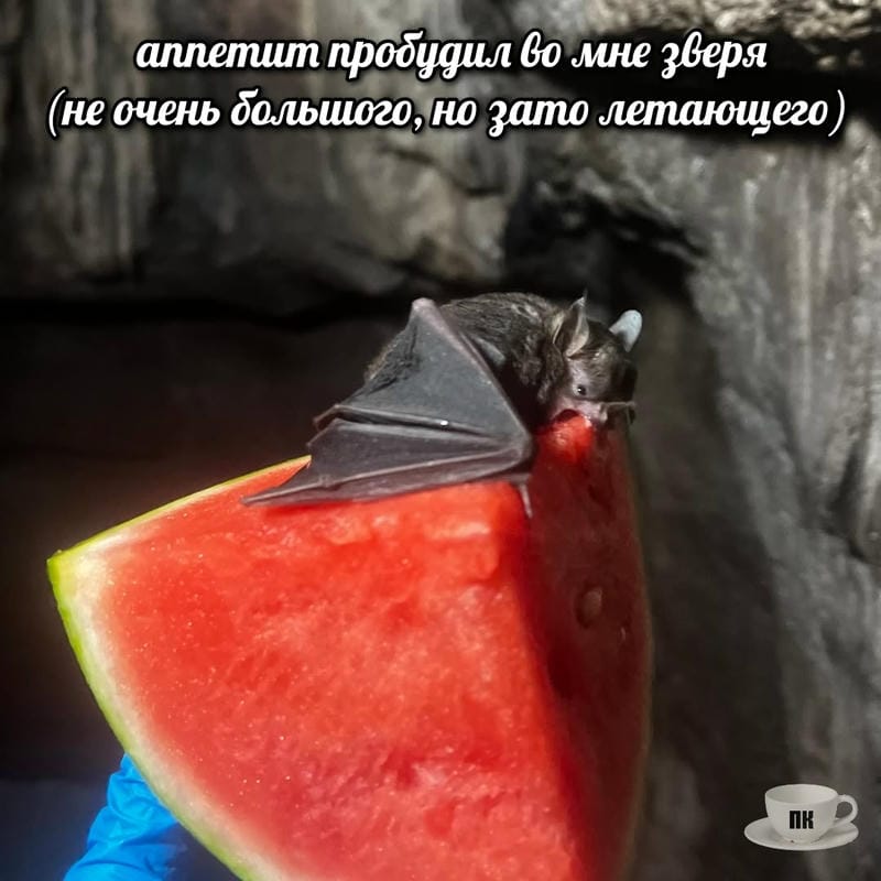 План Кинаки - мемы про выдр и других животных